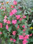 rosa Clarkia, Girlande Blume, Bergkranz