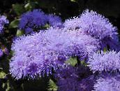 lilac Floss Flower