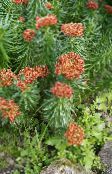 foto Flores de jardín Rhodiola, Roseroot, Sedum, Roseroot De Leedy, Uva De Gato rojo