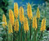 yellow Red hot poker, Torch Lily, Tritoma