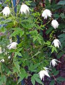 white Atragene, Small-flowered Clematis