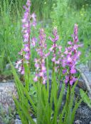 pink Fragrant Orchid, Mosquito Gymnadenia