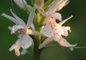 white Fragrant Orchid, Mosquito Gymnadenia
