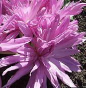 фото Садові Квіти Колхикум (Безвременник Осінній), Colchicum рожевий