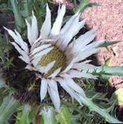 フォト 庭の花 茎のないカーライン, Carlina ホワイト