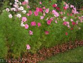 pink Cosmos