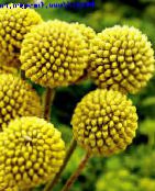 yellow Billy buttons