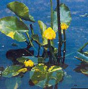 yellow Southern Spatterdock, Yellow Pond Lily, Yellow Cow Lily