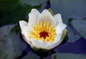 white Water lily