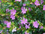 紫丁香 萼距花