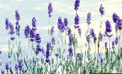 blue Lavender