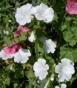 foto I fiori da giardino Malva Annuale, Malva Rosa, Malva Reale, Malva Regale, Lavatera trimestris bianco