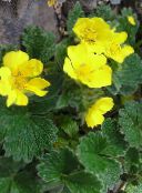 снимка Градински цветове Cinquefoil, Potentilla жълт