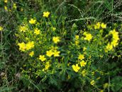 yellow Linum perennial