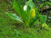 photo les fleurs du jardin Jaune Lysichiton blanc