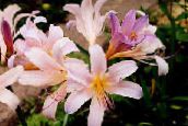 pink Spider Lily, Surprise Lily