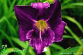 purple Daylily