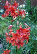 rot Lilie Die Asiatischen Hybriden