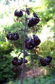 black Martagon Lily, Common Turk's Cap Lily