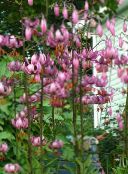 pink Martagon Lily, Common Turk's Cap Lily