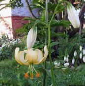 yellow Martagon Lily, Common Turk's Cap Lily