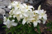 white Oriental Lily
