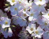 white Large-flowered Phlox, Mountain Phlox, California Phlox
