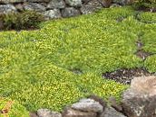 фотографија Баштенске Цветови Азорелла, Иарета, Azorella зелен