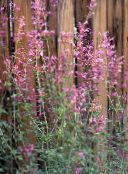 pink Agastache, Hybrid Anise Hyssop, Mexican Mint
