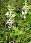 white Species Orchid, Lesser Butterfly Orchid, Two-Leafed Platanthera