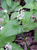 white False Lily of the Valley, Wild Lily of the Valley, Two-leaf False Solomon's Seal