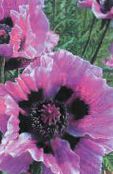 снимка Градински цветове Ориенталски Мак, Papaver orientale люляк