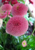 pink Bellis daisy, English Daisy, Lawn Daisy, Bruisewort