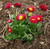 red Bellis daisy, English Daisy, Lawn Daisy, Bruisewort