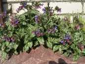 lilac Lungwort