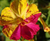 ფოტო ბაღის ყვავილები ოთხ საათზე, მარველის პერუს, Mirabilis jalapa მეწამული