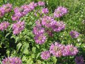 lilac Bee Balm, Wild Bergamot