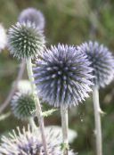 fotografie Záhradné kvety Zemegule Bodliak, Echinops modrá