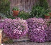 照片 园林花卉 Soapwort, Saponaria 粉红色