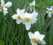 white Daffodil