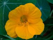 φωτογραφία Λουλούδια κήπου Νεροκάρδαμο, Tropaeolum κίτρινος
