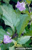 lilac Shoofly Plant, Apple of Peru