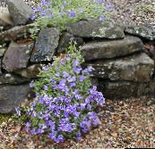 照片 园林花卉 Aubrieta，岩水芹 浅蓝