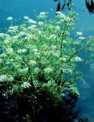 white Water Celery, Water Parsley, Water Dropwort