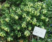 фото Садовые цветы Оносма, Onosma желтый