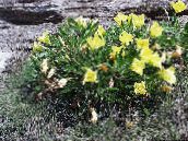 fotografie Zahradní květiny Bílý Pryskyřník, Bledý Pupalkový, Oenothera žlutý
