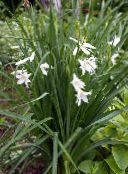white St Bruno's Lily