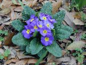 fotografie Záhradné kvety Prvosienka, Primula modrá
