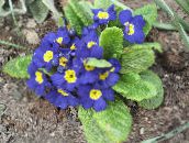 fotografie Zahradní květiny Petrklíč, Primula modrý