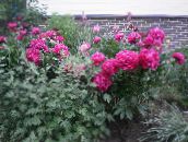 снимка Градински цветове Божур, Paeonia червен